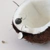 Silver hoop earrings, coconut