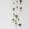 Silver chocker Broccoli