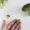 Silver chocker Broccoli