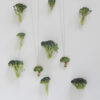 Silver chocker Broccoli